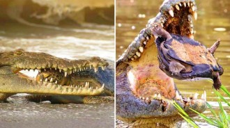 兇狠暴躁的鱷龜，在美國被鱷魚一口咬碎，出了國成了沒有天敵的霸王