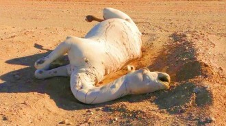 在沙漠中遇到&quot;死去的駱駝&quot;，為什麼不能碰？碰了後果有多嚴重？！