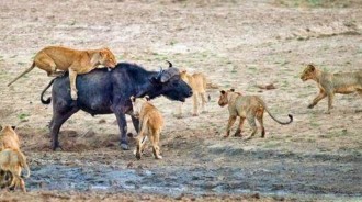 為什麼獅子圍攻野牛時，野牛傻傻地站在那裡一動不動，任由獅子啃？