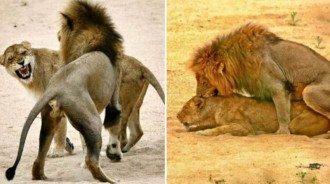 趁著大哥出門狩獵不在家，雄獅小弟對嫂子動了歪心思，氣的母獅齜牙咧嘴都不管用