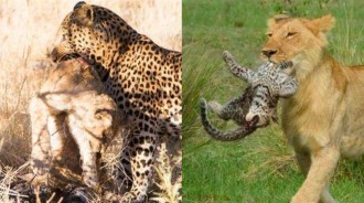花豹趁母獅不在叼走獅寶寶，咬到停止呼吸再偷偷丟棄，母獅以牙還牙！