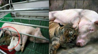 虎崽被豬媽媽餵養長大，被分開就脾氣暴躁，只在豬懷裡才能睡著