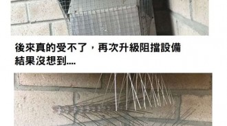 家裡的排氣管被鳥媽媽築巢...都已經拚命阻擋了，鳥媽媽也太堅持了吧！