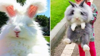 「巨型大萌兔」安哥拉兔，像極了Q彈棉花糖，圓滾滾超可愛，「剃毛後」卻出人意料！