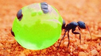 全世界唯一會」采蜜「的螞蟻，忍痛「把肚皮撐到葡萄大」，只為奉獻別人！！