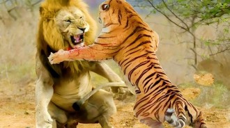 為什麼有人說只有餓死的獅子，而沒有餓死的老虎？
