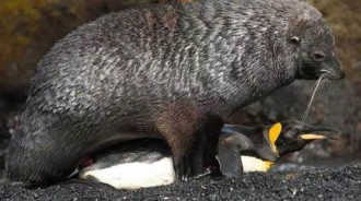 南極海豹強迫帝企鵝，時間長達40分鐘，得逞後還將它吃掉