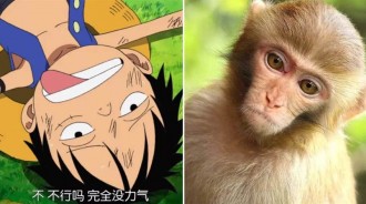 草帽團9人代表9種動物，魯夫最沒疑問，布魯克鮮為人知