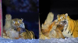 實拍東北虎獵食護院大狗，百獸之王為什麼愛和狗過不去？