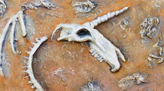 傳說中的「獨角獸」真的存在嗎？西伯利亞出土的「獨角獸化石」,到底是不是真的？