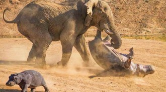 草原暴君——非洲象：攆獅群、踹河馬、壓斷犀牛肋骨、連路過的狗都要扇一鼻！
