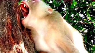 遊客丟給猴子一個朝天椒，猴子咬一口後當場發飆，鏡頭記錄下過程，網友批評：太惡劣