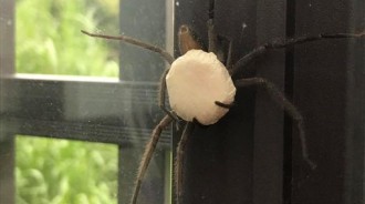 他在牆上驚見神祕生物「揹著白色巨蛋」求助網友，下一步該怎麼做啊？！