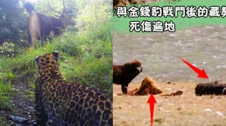 金錢豹闖入雪豹領地，半年吃掉10隻流浪藏獒，霸佔灰狼食物，追著黑熊滿山跑