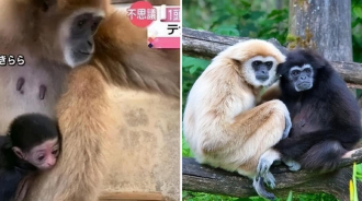 2021年，日本一動物園發現一母猴「獨居懷孕」，飼養員險些背黑鍋