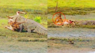 羚羊草地散步被鱷魚掀翻，咬住後腿不鬆口，放棄掙扎後看著自己被生吃