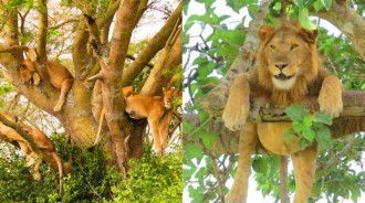 烏幹達發現6隻「爬樹獅」離奇死亡，周圍有8隻死亡禿鷲，明顯的報復性下毒