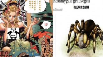 海賊王：淩空六子的惡魔果實都代表什麼古生物？看完確實佩服尾田