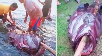 菲律賓有漁民捉到一條「360多斤石斑魚」，棍穿魚嘴，像極了「外星怪獸」！