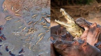 水中領地之爭！河馬群與鱷魚群的頂尖較量，戰鬥持續一小時鱷魚群落荒而逃