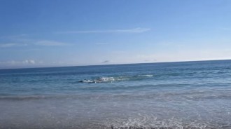 巴西海灘發生「奇怪現象」，３０隻海豚一起擱淺....下一刻出現珍貴畫面！