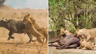 群獅追擊懷孕水牛，將其體力耗盡後分工吃下，小水牛「提前出生」