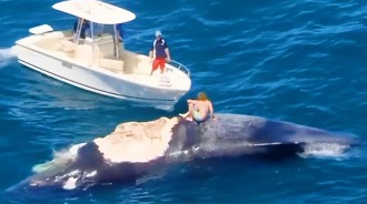 大海驚現「鯨魚遺體」，男子跳上去拍照，鏡頭記錄下「恐怖的一幕」