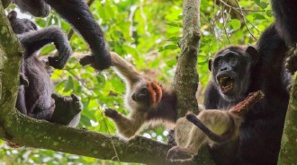 黑猩猩最愛吃猴子肉！350次狩獵吃掉910隻猴子，抓住尾巴猴子插翅難逃，吃相更是不忍直視！