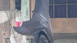 後院驚見「超巨大蝙蝠」倒掛，難道是阿嬤養的蝙蝠？網友起底....原來是「國寶級蝙蝠」
