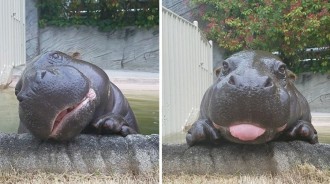 可以幫偶拍照嗎？獃獃小河馬「趴岸上萌歪頭」　狂盯鏡頭「電眼四連拍」融化全網：想偷捏小舌頭❤️