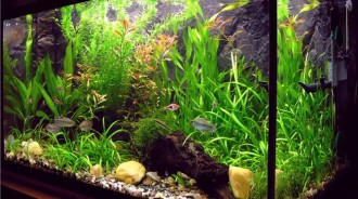水族箱的魚莫名變少，原因是太久沒清水族箱...長出了可怕的「東西」！