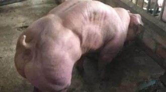 男子發現一頭強壯如牛的「豬」，肌肉線條很完美，隨後果斷報了警！