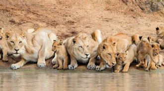 由非洲擴散而來的獅子，為何沒能進入亞洲內陸？是老虎攔住了獅群嗎