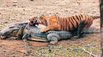 虎王瑪琪莉一生捕食10多條鱷魚，最大的是3.6米沼澤鱷，換幾隻獅子才能取勝？
