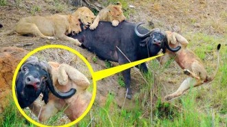 獅群圍殺野牛，絕望野牛拚死反抗，鋒利的牛角直接反殺一頭獅子