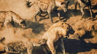 幼年獅為爭奪公牛肉，慘遭鬣狗圍攻，為什麼鬣狗群敢進攻10隻母獅子，卻不敢招惹一隻雄獅呢