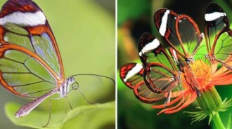 隱形的翅膀♥　最美「透翅蝶」長出玻璃翅膀　成長過程更驚奇：從小就透明！