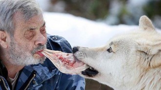 83歲傘兵成狼群首領，40年間共養了29隻狼，享受狼王待遇