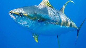 IUCN 瀕危物種紅色名錄更新：金槍魚數量反彈，鯊魚和鰩魚瀕臨滅絕