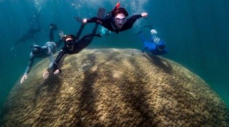 大堡礁「第一寬」！澳大利亞大堡礁發現超大珊瑚，已存活 400 多年