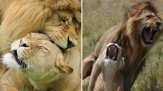 雄獅在交配時，為什麼要咬住對方的脖子，是怕它跑了嗎