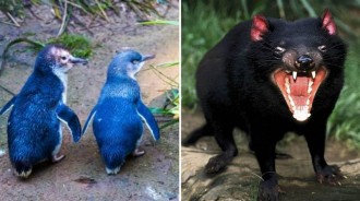 小藍企鵝的噩夢！澳洲放生28隻食肉動物到小島，6000隻企鵝被吃到滅絕