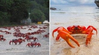 最壯觀的動物遷徙！聖誕島 5000 萬只紅蟹集結奔赴大海