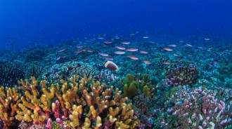 珊瑚礁命懸一線？自 1950 年以來，全球一半以上的珊瑚礁已經消亡