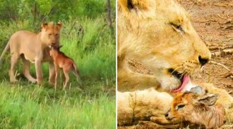 1隻小羚羊被母獅收養后，卻慘遭雄獅吃掉，母獅乾脆又收養了5隻！