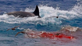 多少頭虎鯨能殺死16米藍鯨？一場幾小時的海灣激戰，結局不出所料