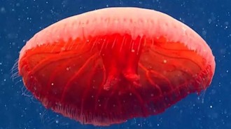 深海新發現——研究人員在水下 700 米處發現神秘「血紅色水母」