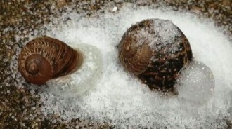 蝸牛遇到鹽，為什麼會嗞啦一聲化成水？實驗結果告訴你答案