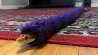 寵物蛇蛇收到「毛衣」超喜歡～　冬天穿上「害羞探出頭看人」萌翻全網
