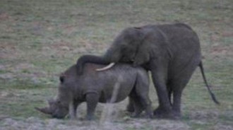 為何公象會強行「欺負」母犀牛？是認錯象了還是忍不住了？無辜的犀牛九死一生，奇怪的知識增加了